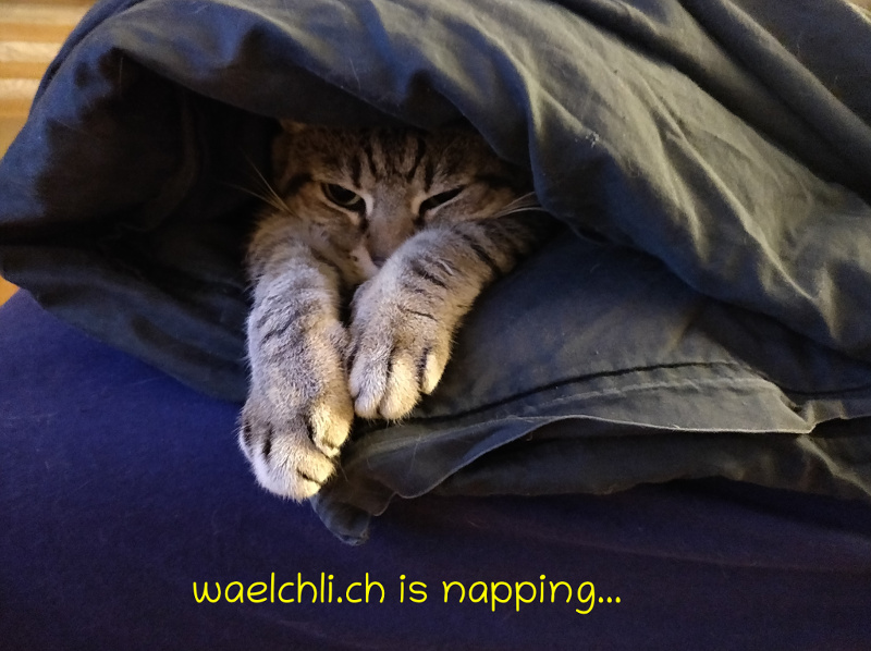 waelchli.ch is napping...